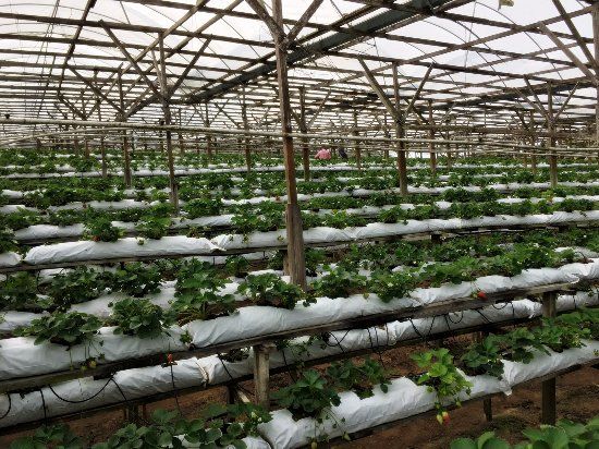 Healthy Strawberry Farm